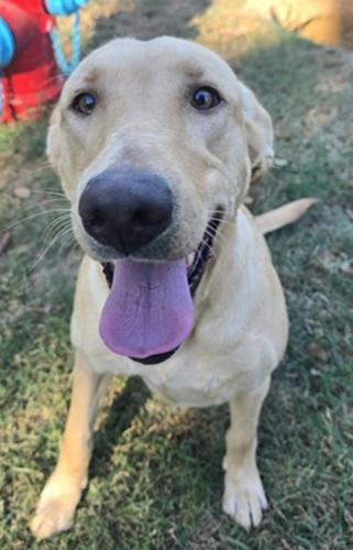 Daisy 70, Adoptable, Young Female Yellow Labrador Retriever.