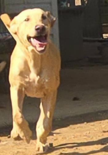 Enlarge Daisy 70, a Adoptable mixed breed in Killingworth, CT image 3/5