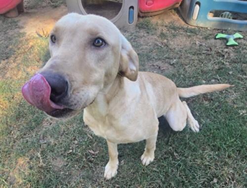 Enlarge Daisy 70, a Adoptable mixed breed in Killingworth, CT image 4/5