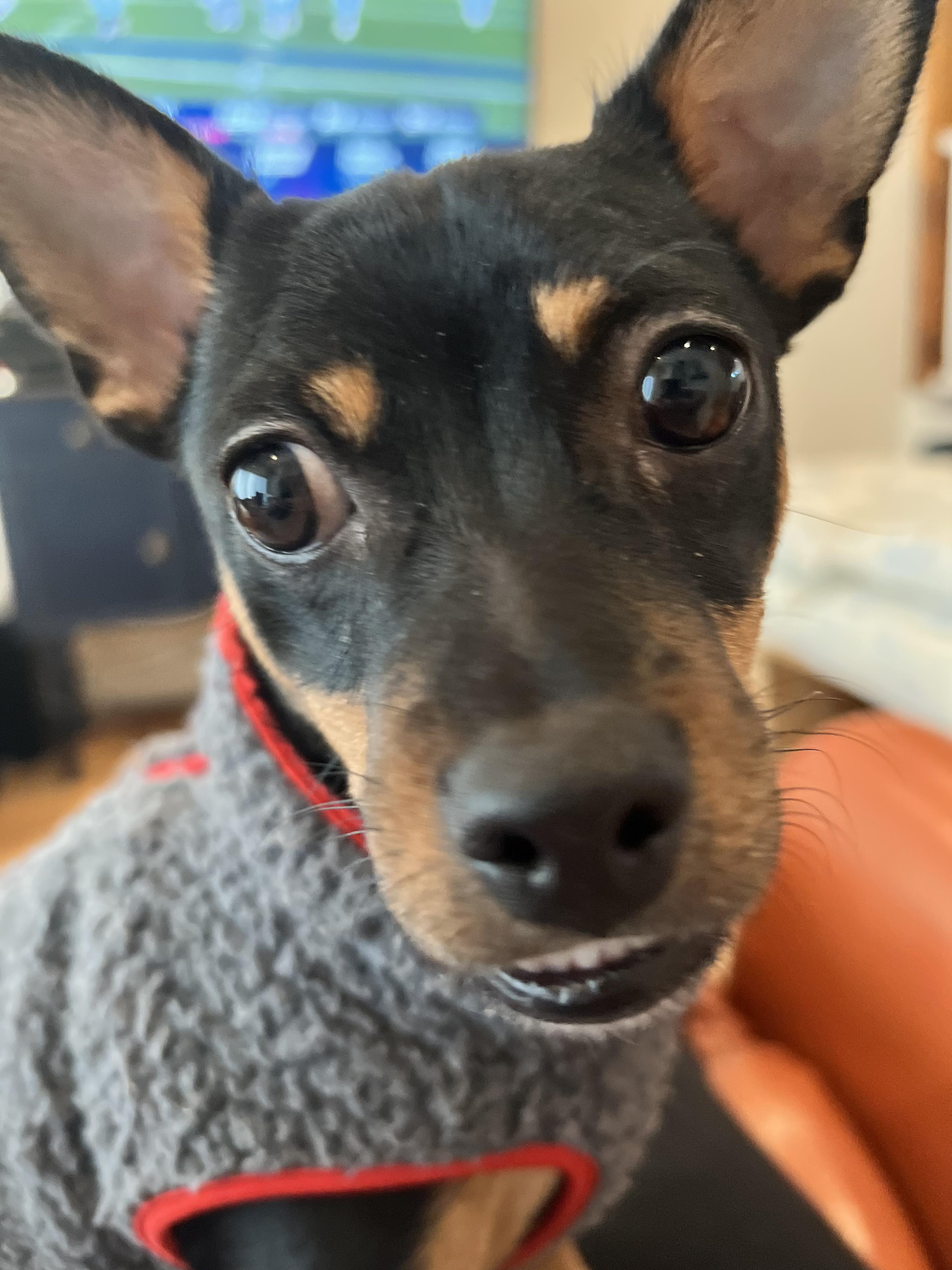 Enlarge Javier, a Adoptable mixed breed in Sherwood, OR image 2/6