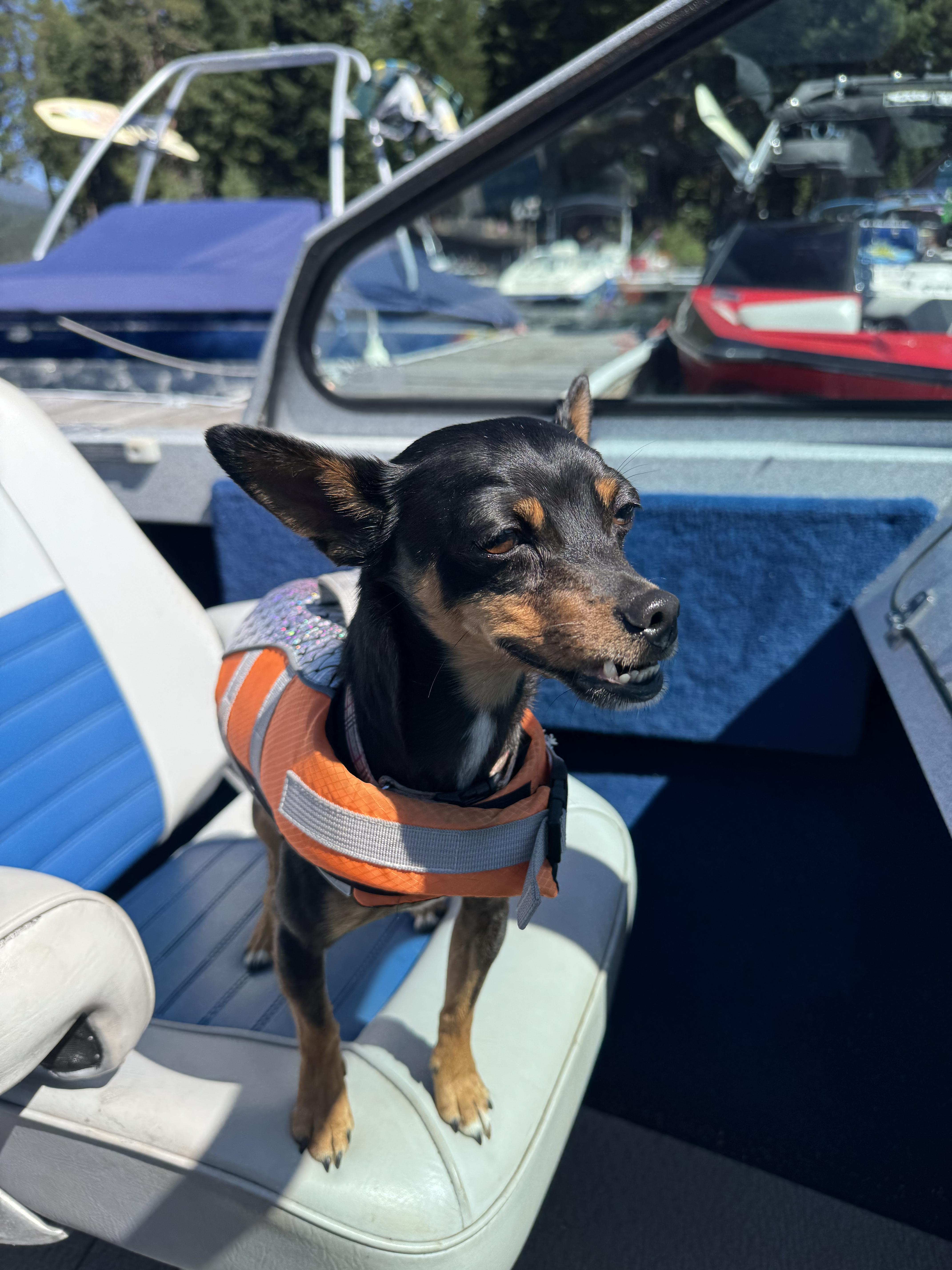 Enlarge Javier, a Adoptable mixed breed in Sherwood, OR image 4/6