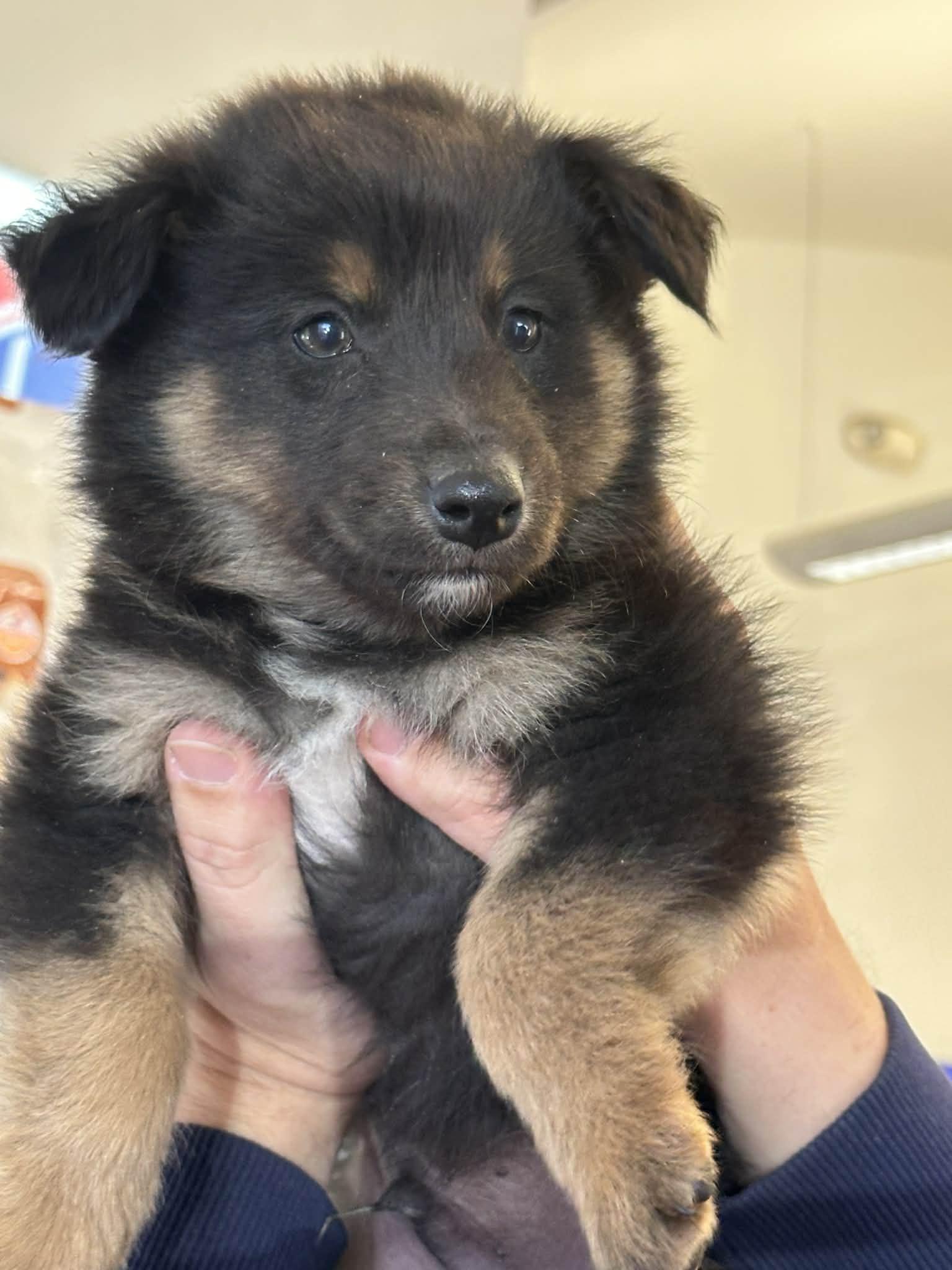 Enlarge Baloo SAT The Bear Litter, a Adopted mixed breed in Quinlan, TX image 1/5