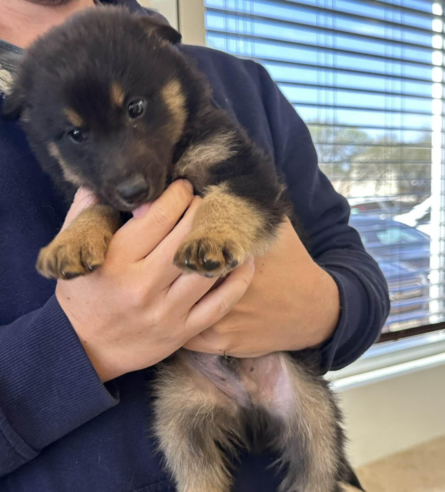 Enlarge Baloo SAT The Bear Litter, a Adopted mixed breed in Quinlan, TX image 2/5