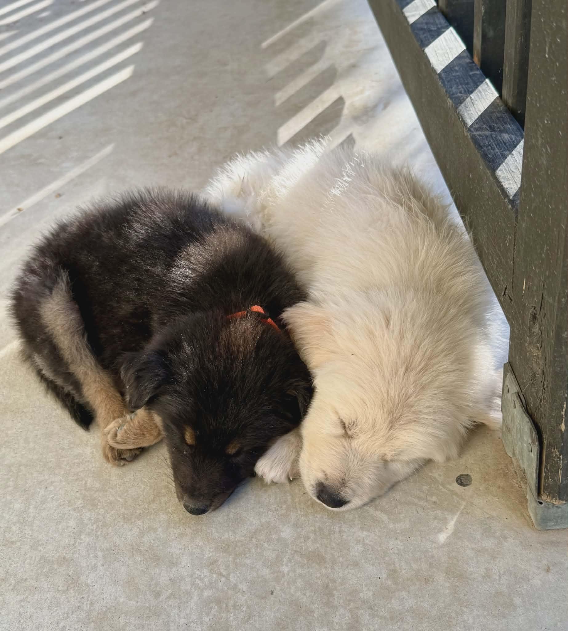 Enlarge Baloo SAT The Bear Litter, a Adopted mixed breed in Quinlan, TX image 3/5