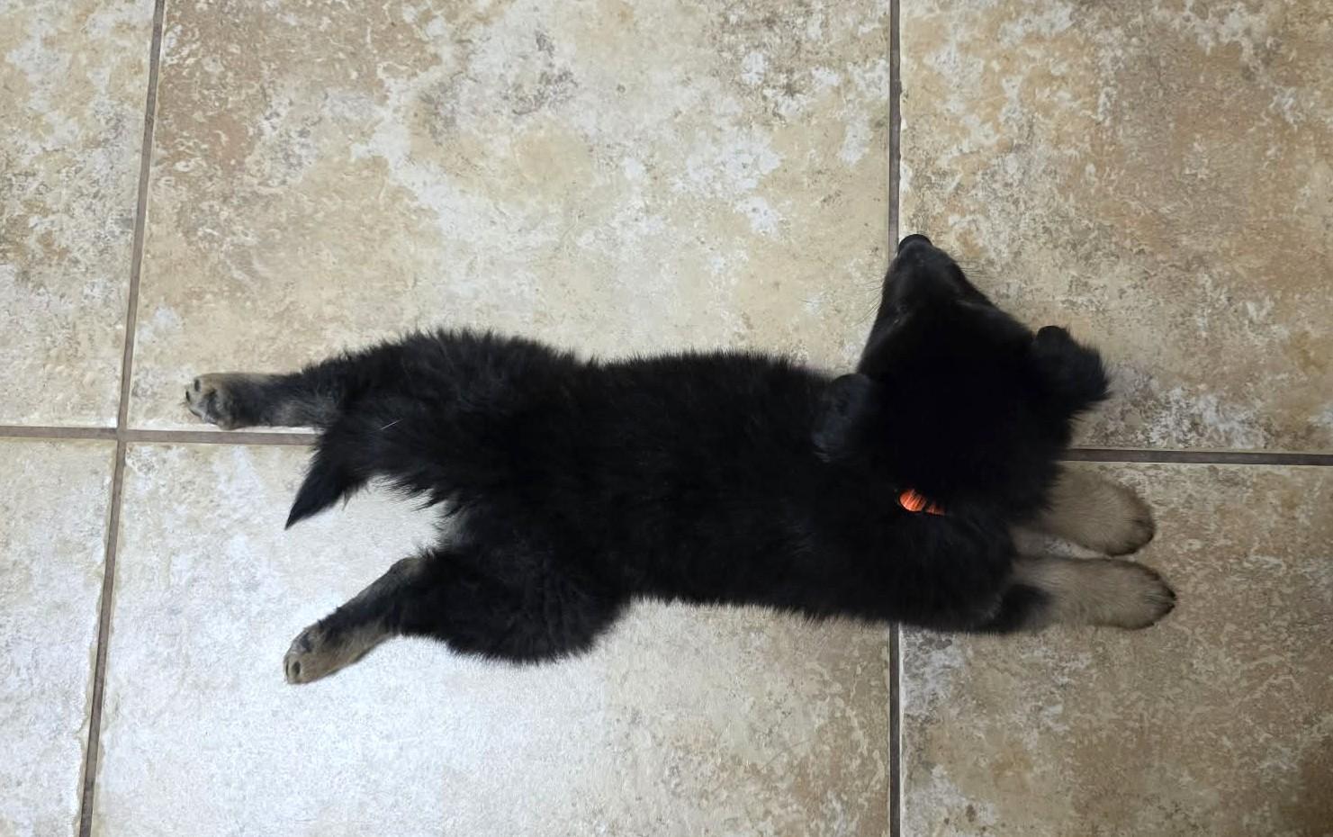 Enlarge Baloo SAT The Bear Litter, a Adopted mixed breed in Quinlan, TX image 4/5