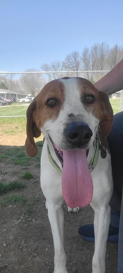 Enlarge NOAH 314-25, a Adoptable mixed breed in Cambridge, OH image 1/6