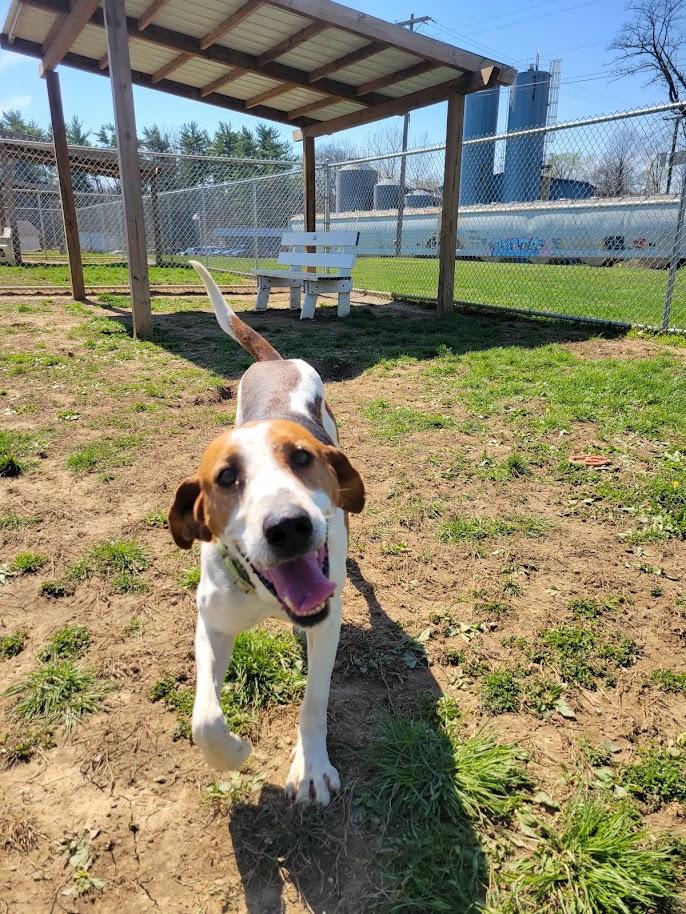 Enlarge NOAH 314-25, a Adoptable mixed breed in Cambridge, OH image 6/6