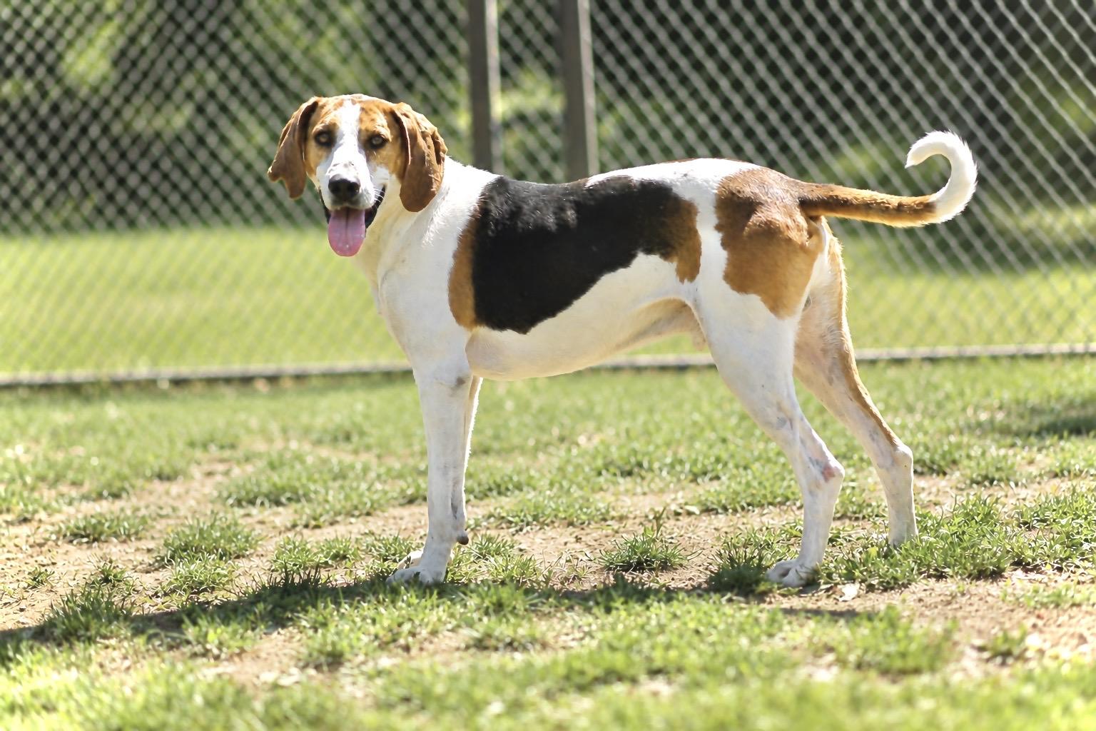 NOAH 314-25, a Adoptable mixed breed in Cambridge, OH image 1/6