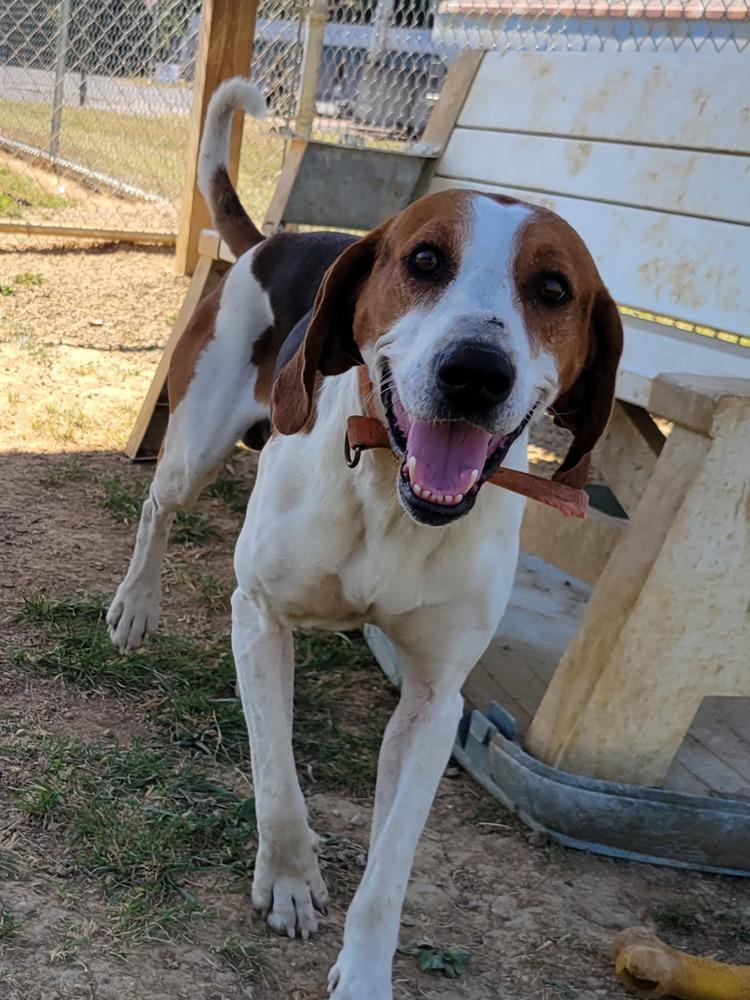 NOAH 314-25, Adoptable, Adult Male Treeing Walker Coonhound & Foxhound.