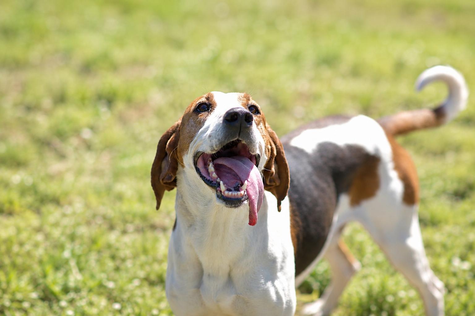 NOAH 314-25, a Adoptable mixed breed in Cambridge, OH image 3/6