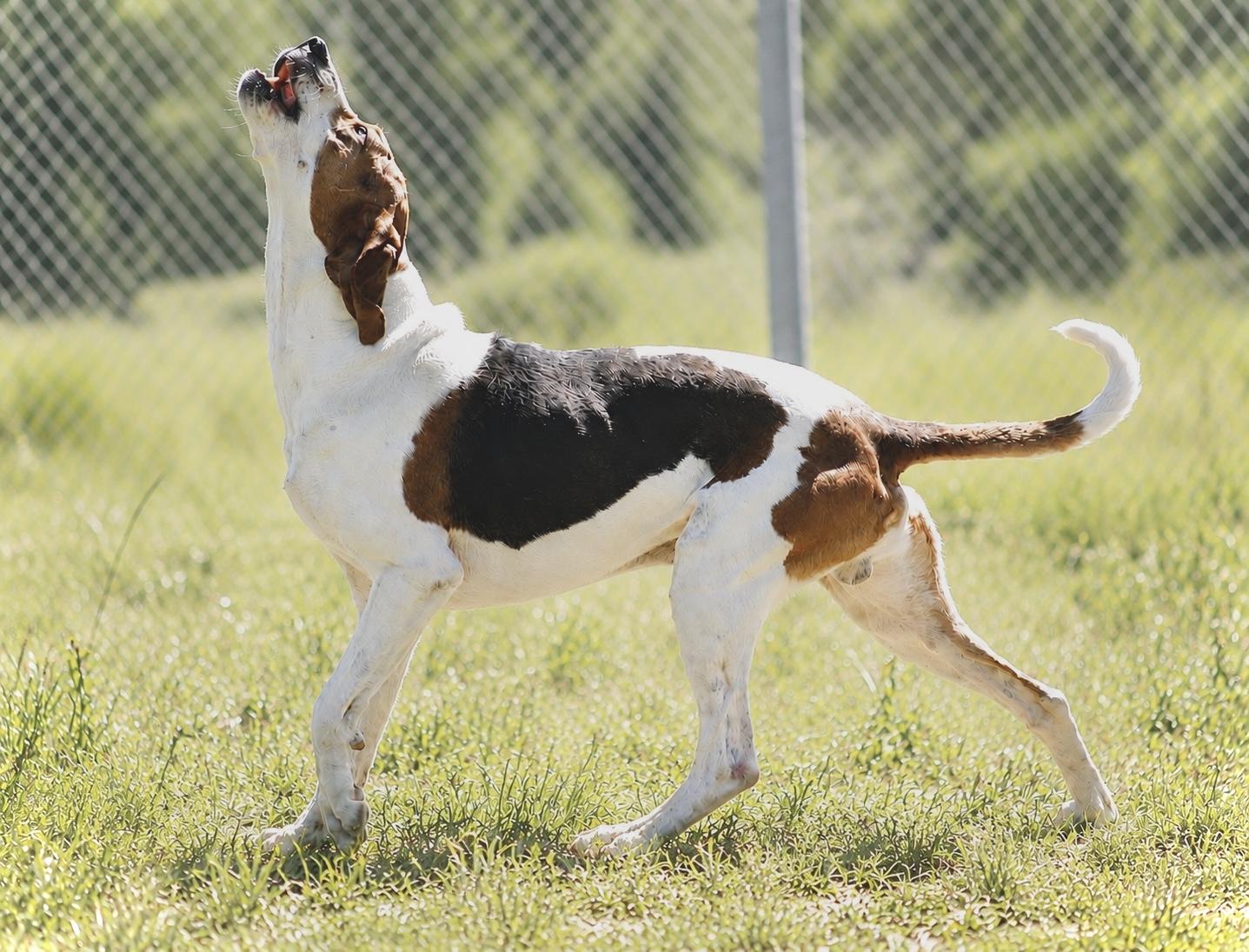 NOAH 314-25, a Adoptable mixed breed in Cambridge, OH image 4/6