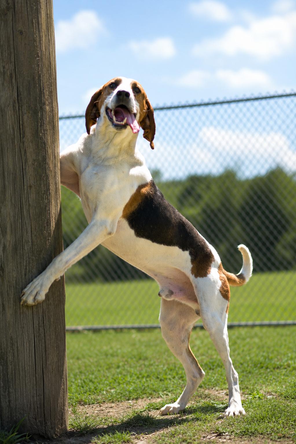 NOAH 314-25, a Adoptable mixed breed in Cambridge, OH image 2/6