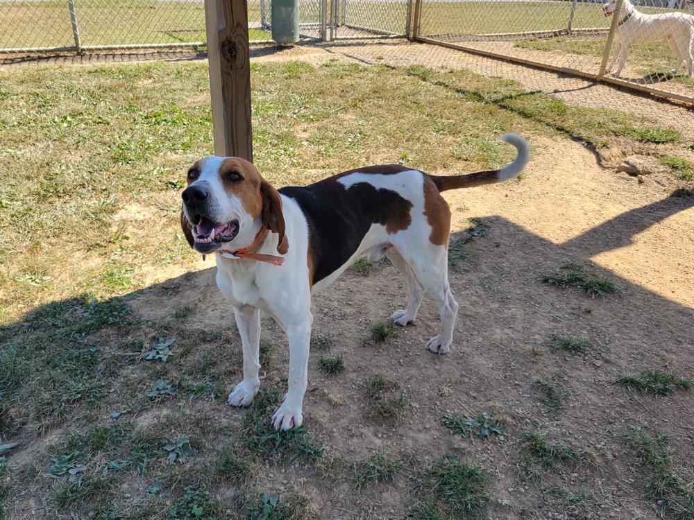 NOAH 314-25, a Adoptable mixed breed in Cambridge, OH image 2/3