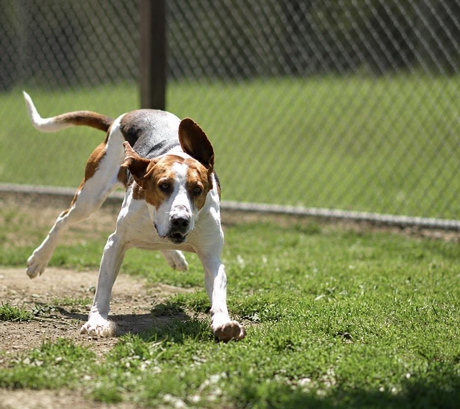 NOAH 314-25, a Adoptable mixed breed in Cambridge, OH image 5/6