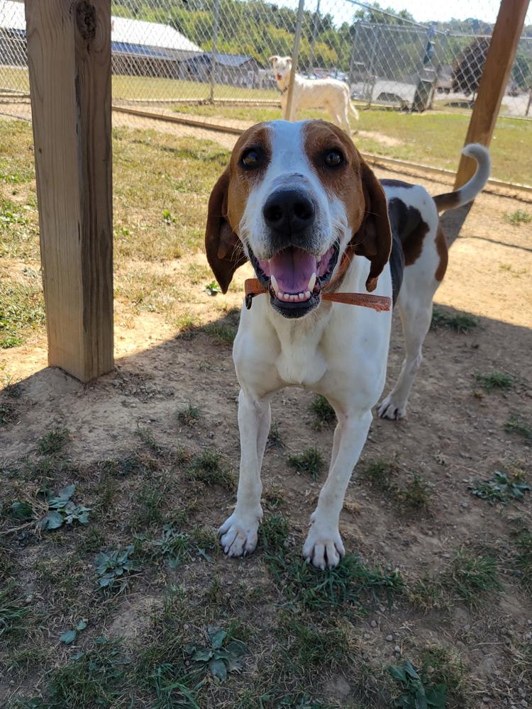 NOAH 314-25, a Adoptable mixed breed in Cambridge, OH image 3/3