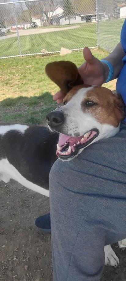 Enlarge NOAH 314-25, a Adoptable mixed breed in Cambridge, OH image 5/6