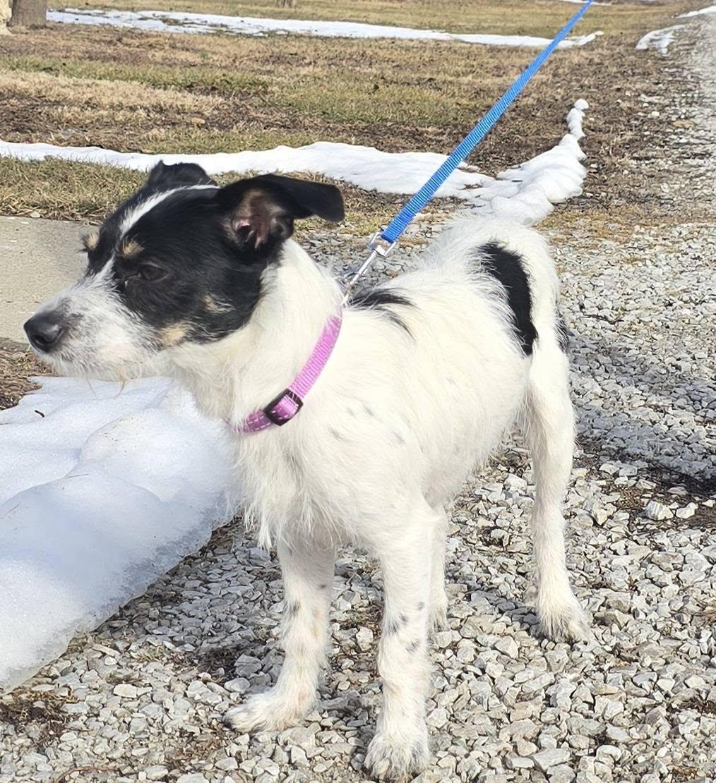 Toby, an adopted mixed breed in Terre Haute, IN image 5/6