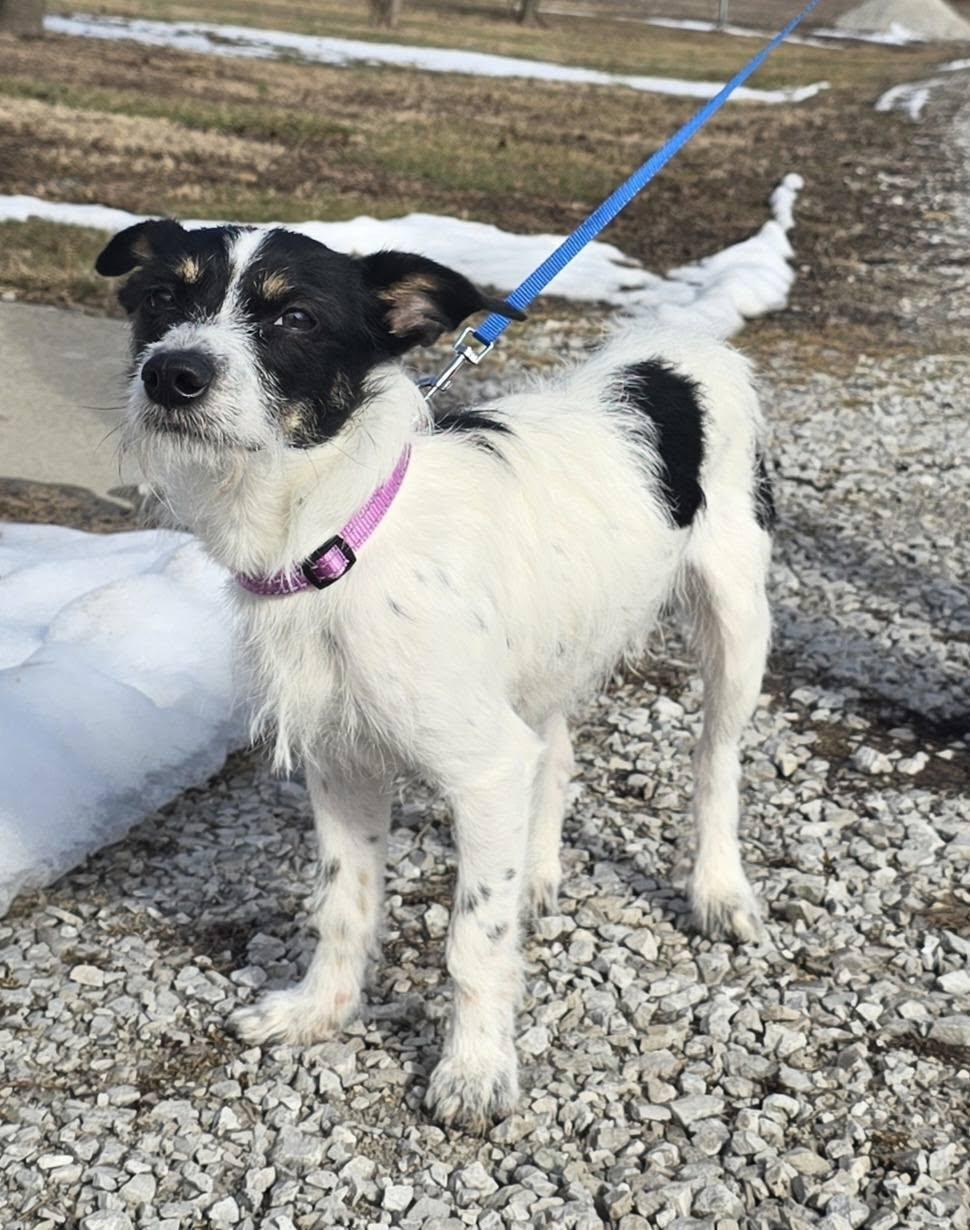 Toby, an adopted mixed breed in Terre Haute, IN image 6/6