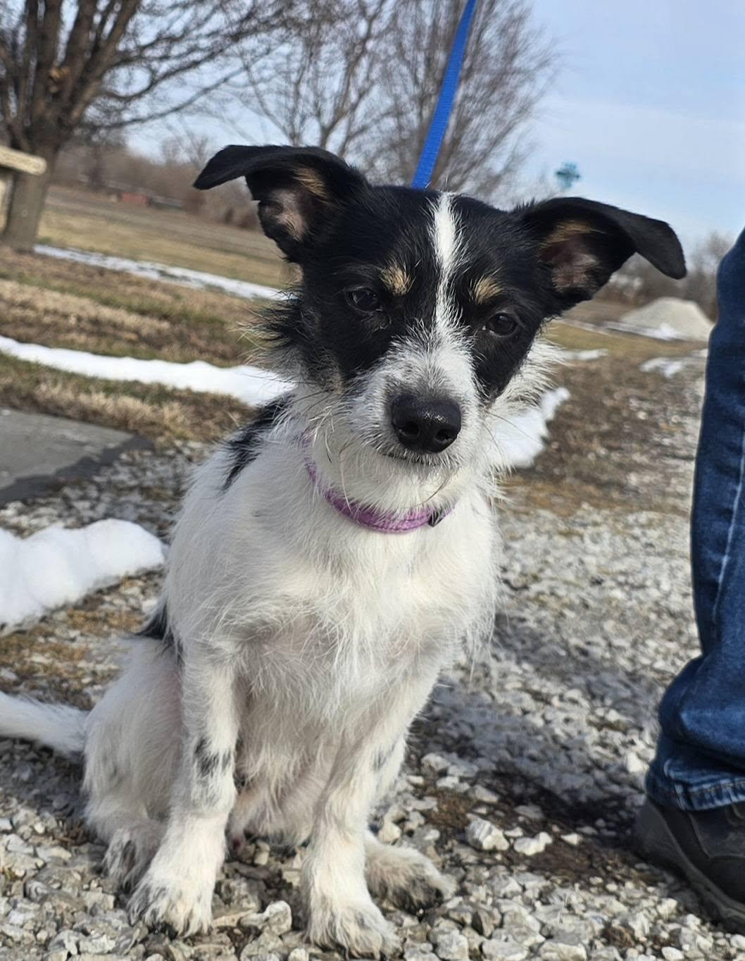 Toby, an adopted mixed breed in Terre Haute, IN image 3/6