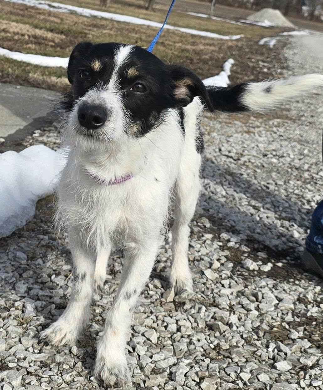 Toby, adopted, Young Male Rat Terrier.
