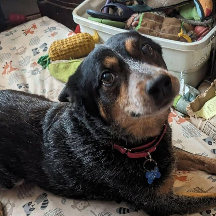 Sadie (20260203-01) — thumbnail 4