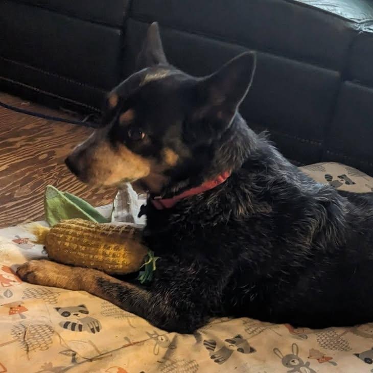 Sadie (20260203-01) — thumbnail 5