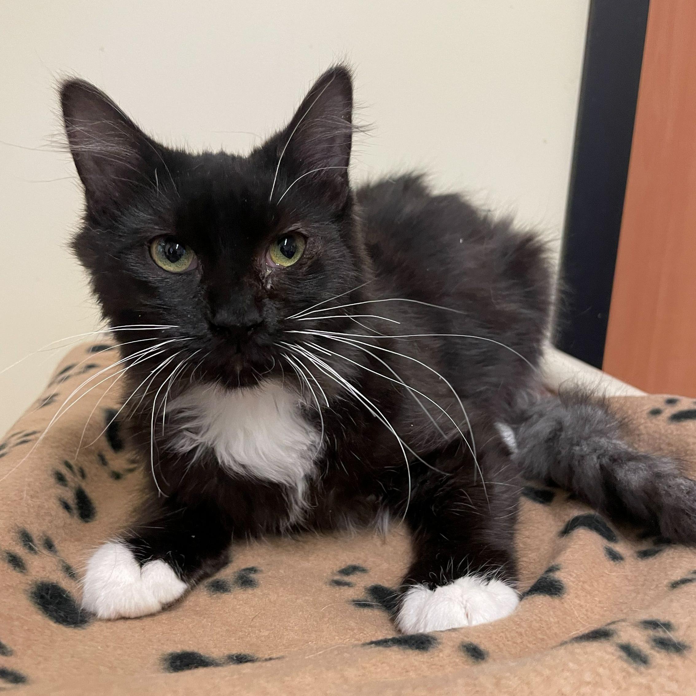 Oreo, adopted, Young Female Domestic Medium Hair.