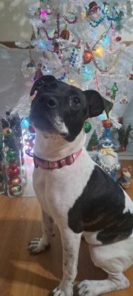 Ardell (in Foster), Adoptable, Adult Female Terrier & Mixed Breed.
