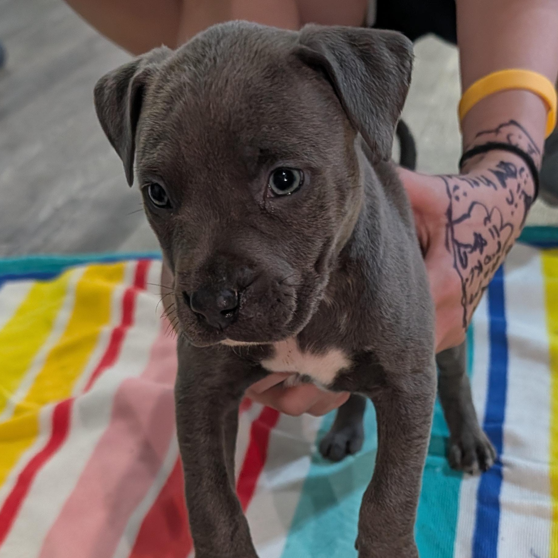Enlarge Dill (Rugrats Pup), a ADOPTABLE Mixed Breed in Alma, MI image 1/2