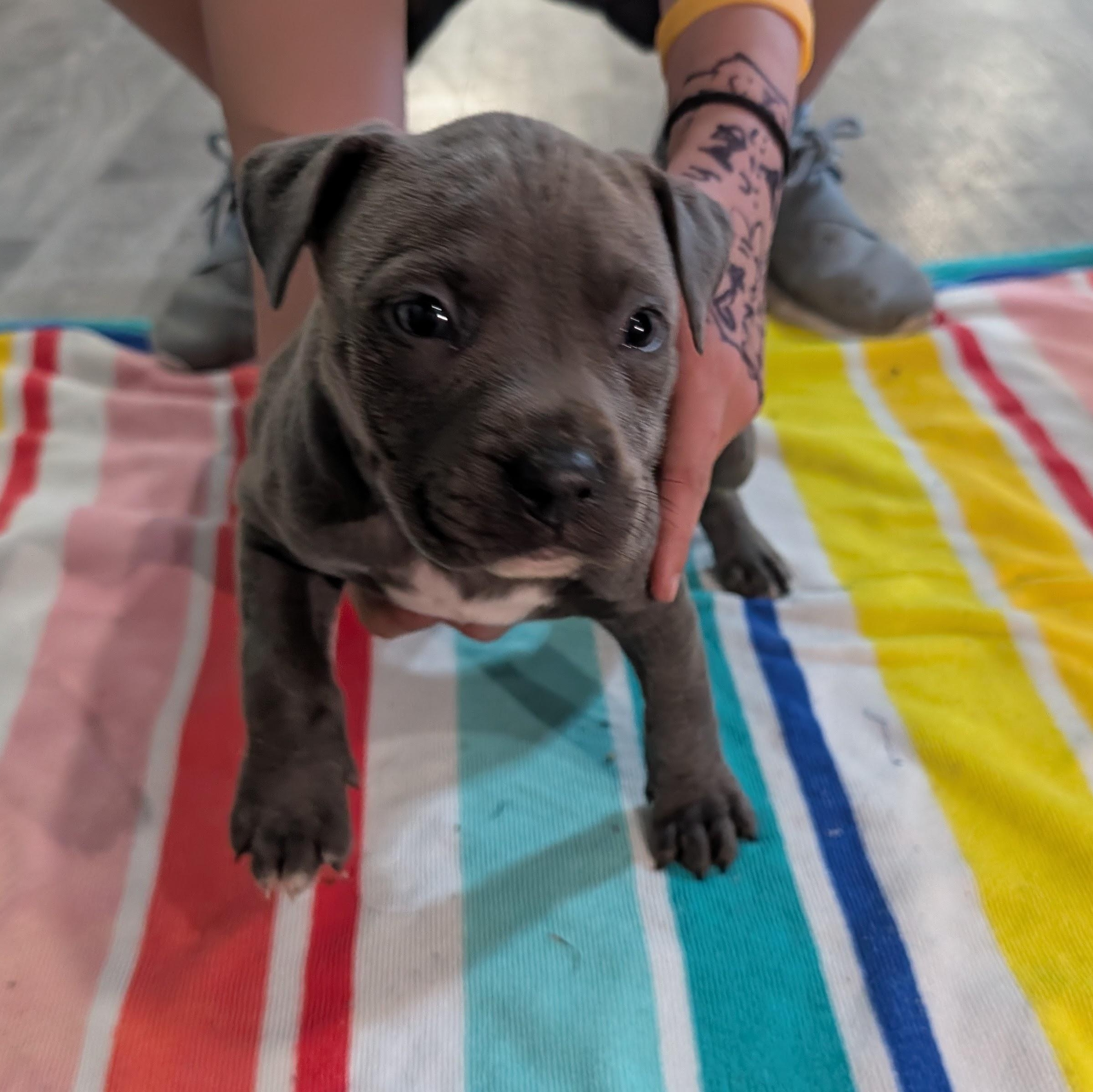 Enlarge Dill (Rugrats Pup), a ADOPTABLE Mixed Breed in Alma, MI image 2/2