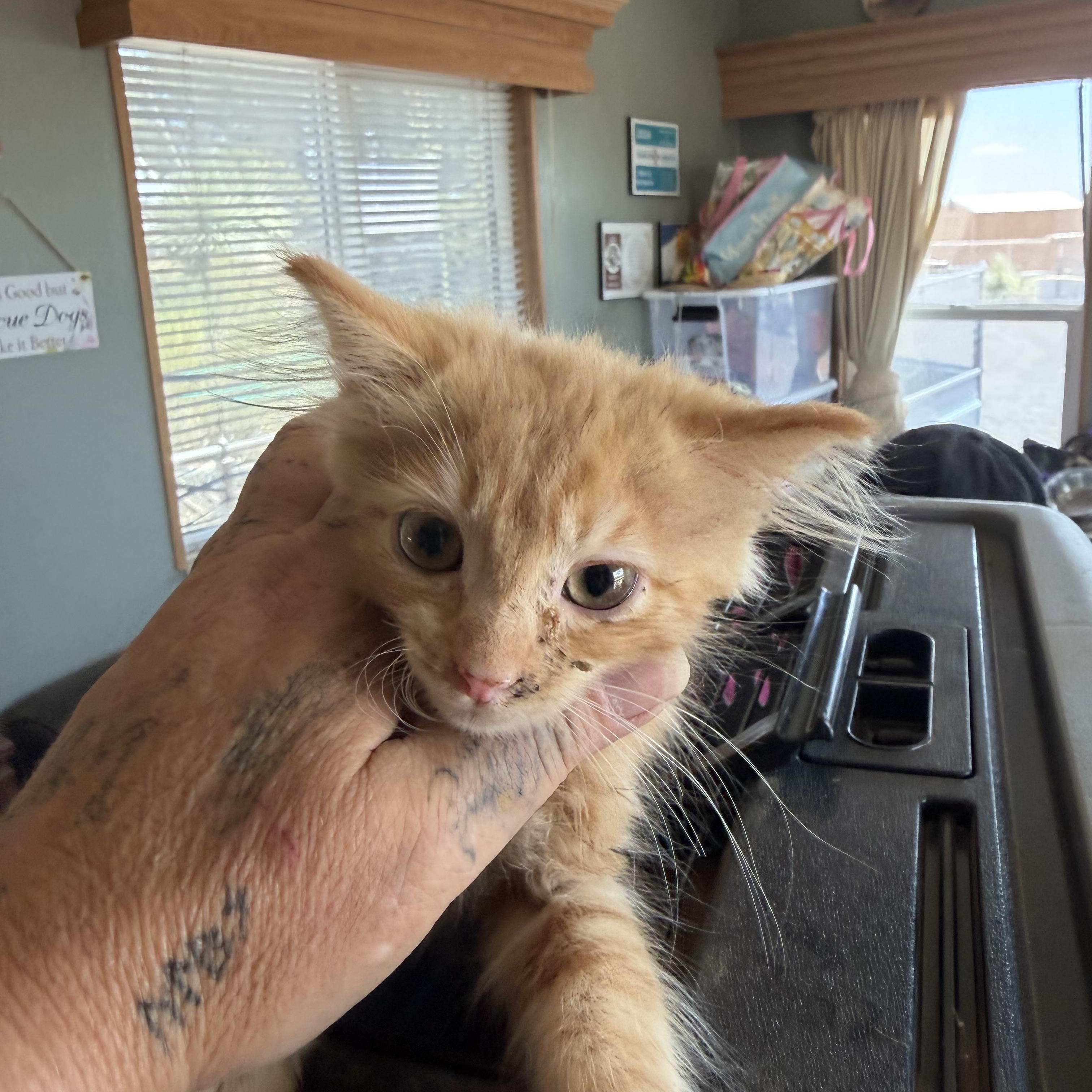Brian, ADOPTABLE, Kitten Male Domestic Short Hair.