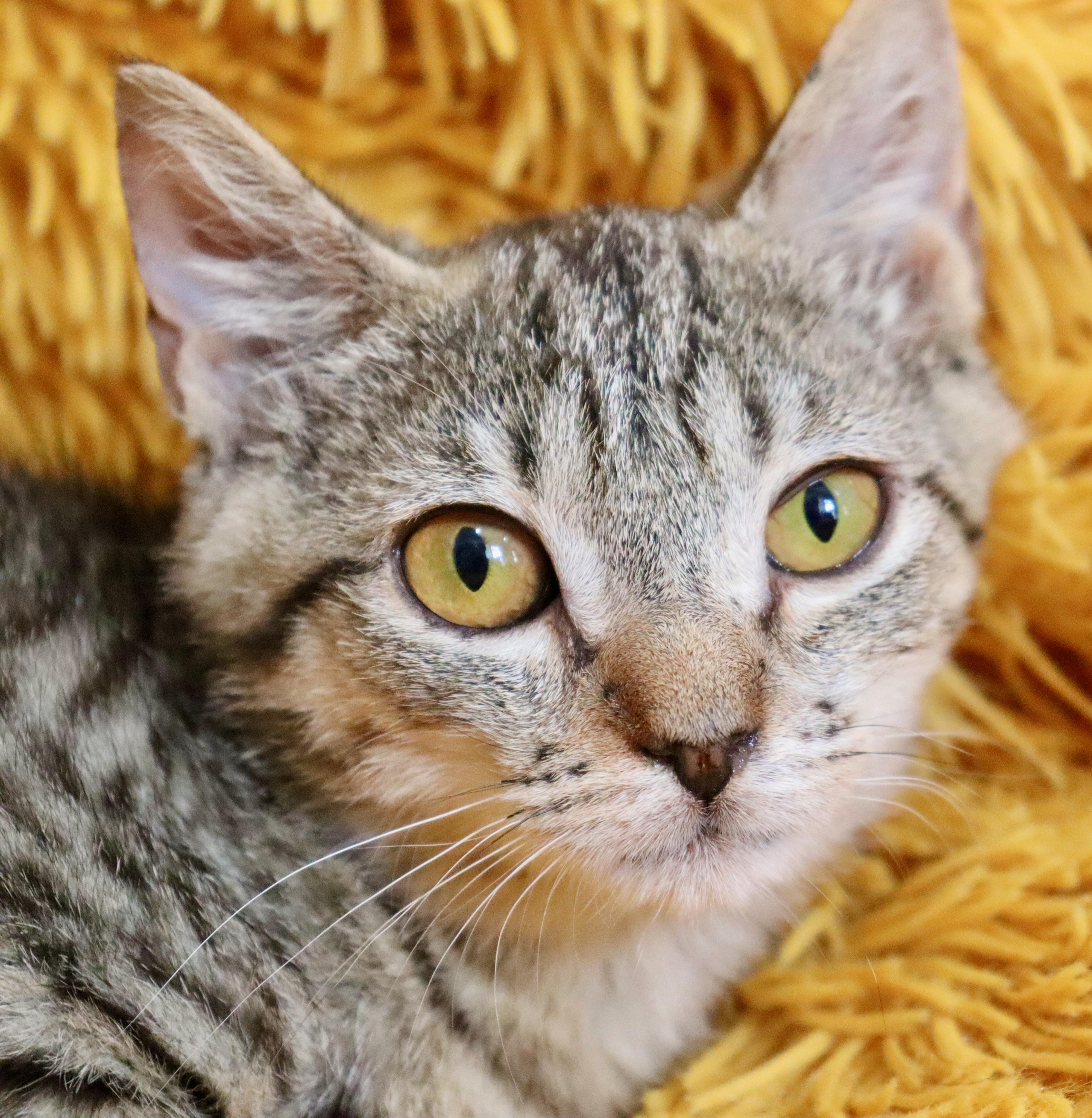 Enlarge Dexter, a ADOPTABLE mixed breed in Saint Augustine, FL image 5/6