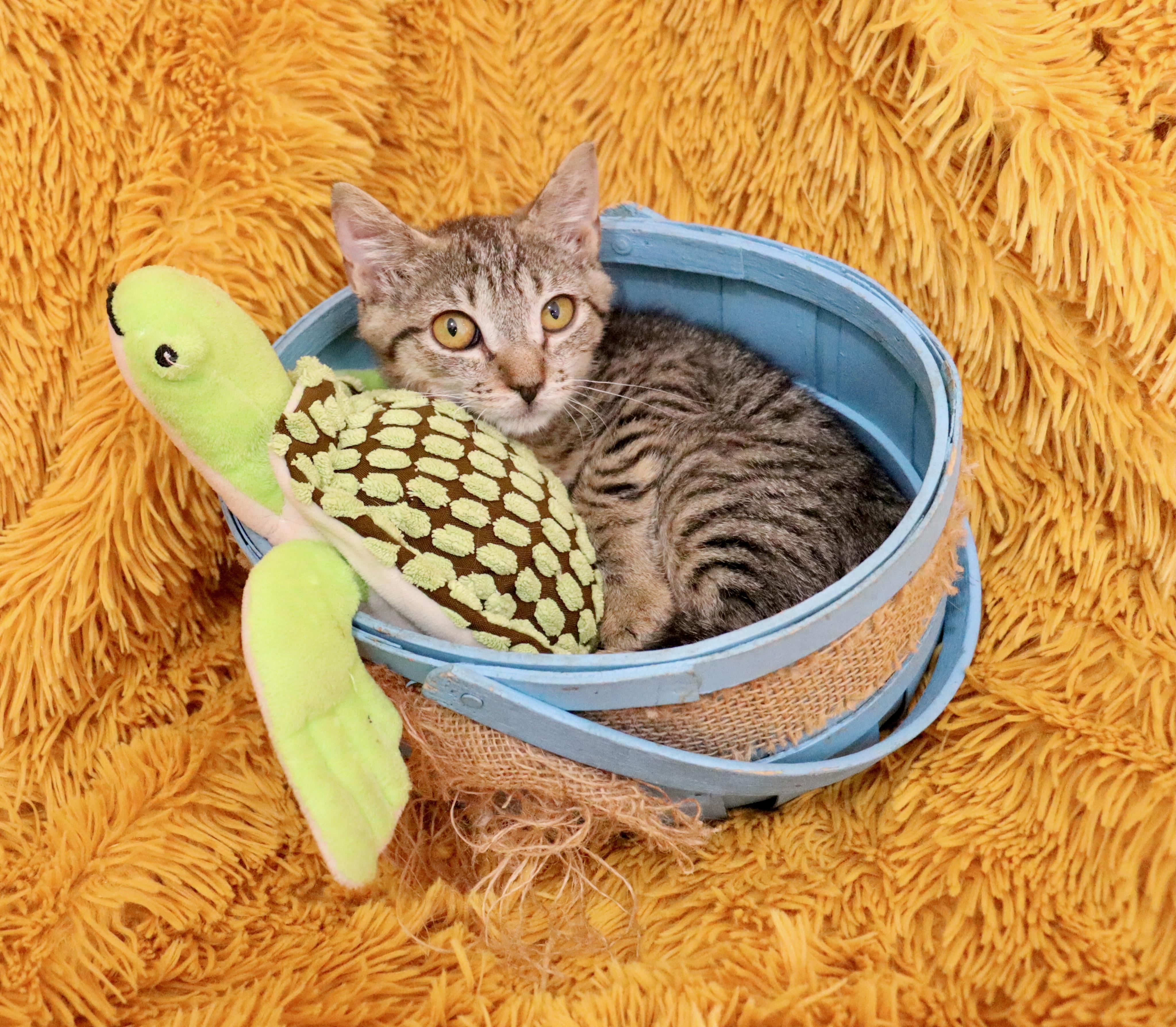 Enlarge Dexter, a ADOPTABLE mixed breed in Saint Augustine, FL image 3/6