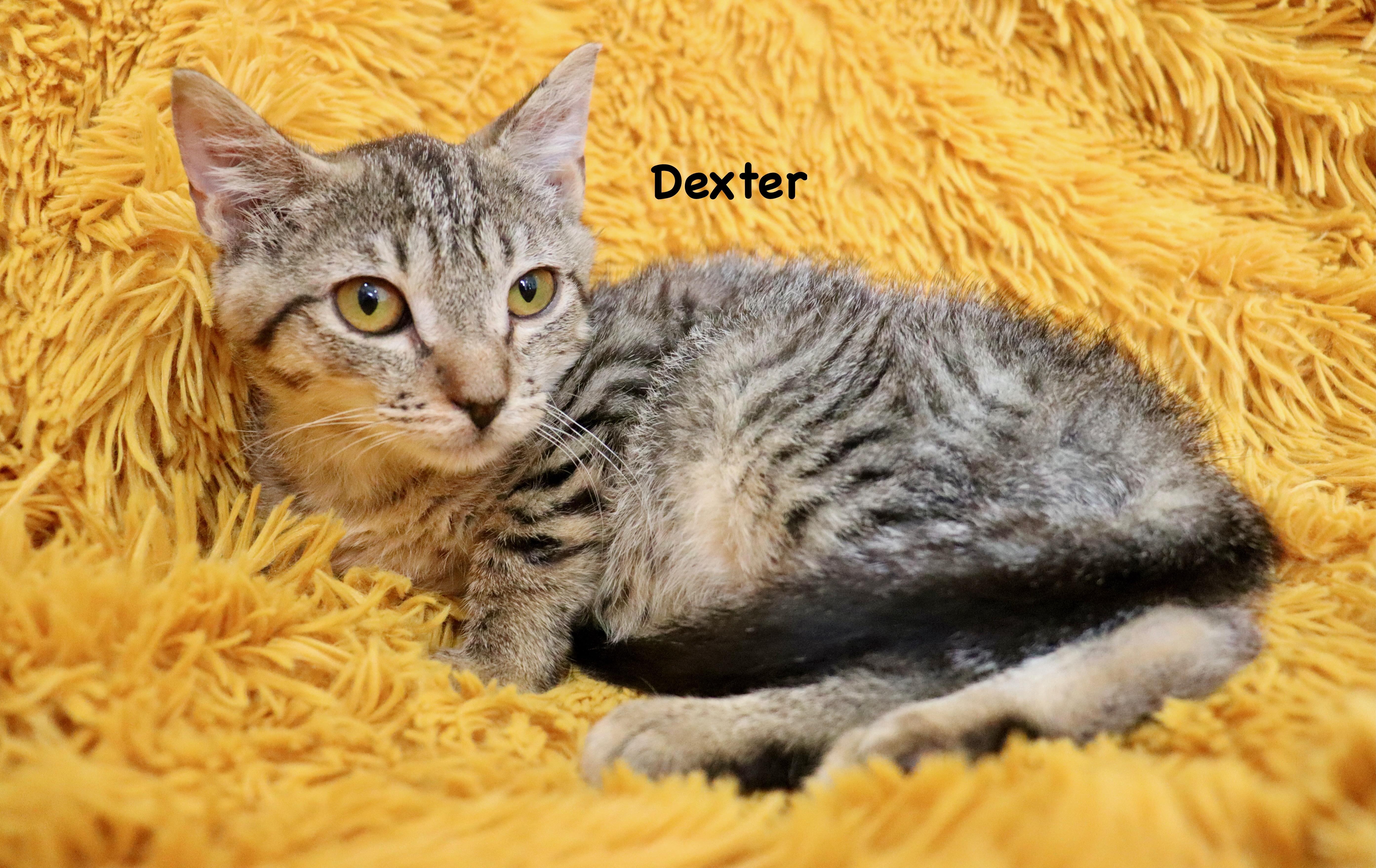 Enlarge Dexter, a ADOPTABLE mixed breed in Saint Augustine, FL image 6/6