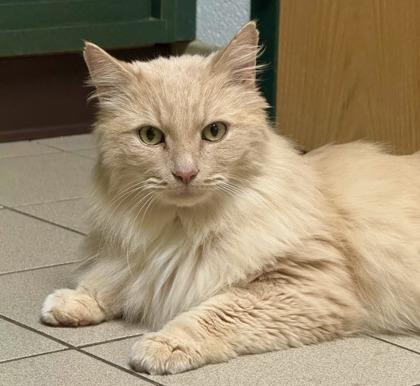Cookie, ADOPTABLE, Adult Male Domestic Medium Hair.
