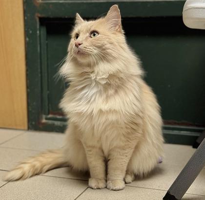 Cookie, a ADOPTABLE Domestic Medium Hair in Traverse City, MI image 2/5