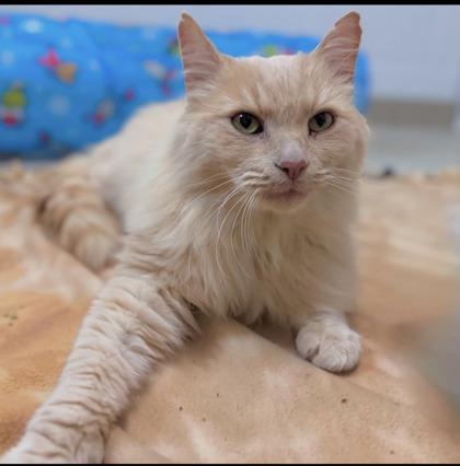 Cookie, a ADOPTABLE Domestic Medium Hair in Traverse City, MI image 3/5