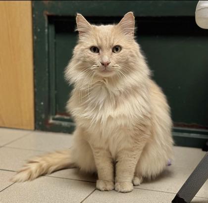 Cookie, a ADOPTABLE Domestic Medium Hair in Traverse City, MI image 4/5