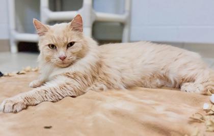 Cookie, a ADOPTABLE Domestic Medium Hair in Traverse City, MI image 5/5