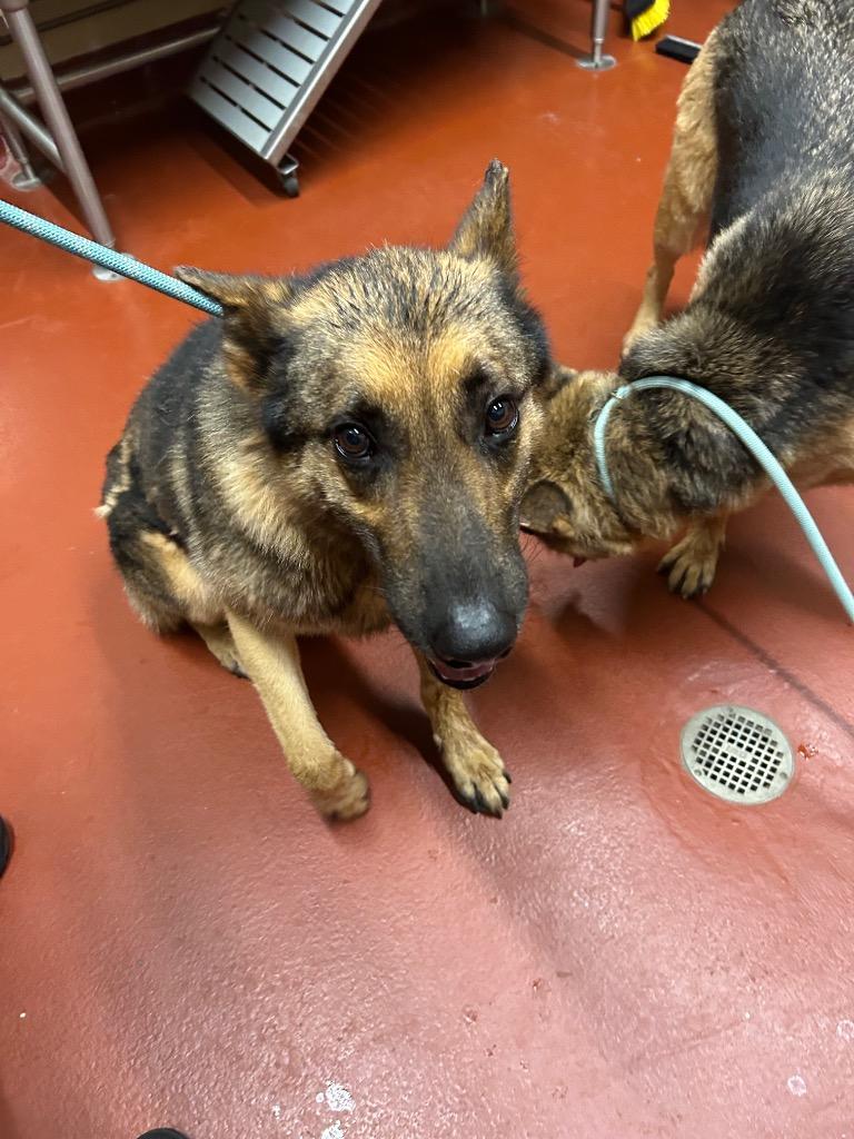 Keeva +, Adoptable, Young Male German Shepherd Dog.