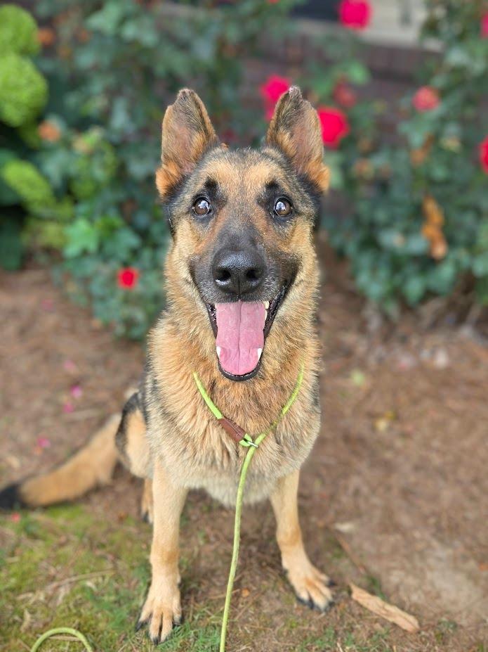Enlarge Keeva +, a Adoptable mixed breed in Douglasville, GA image 3/6