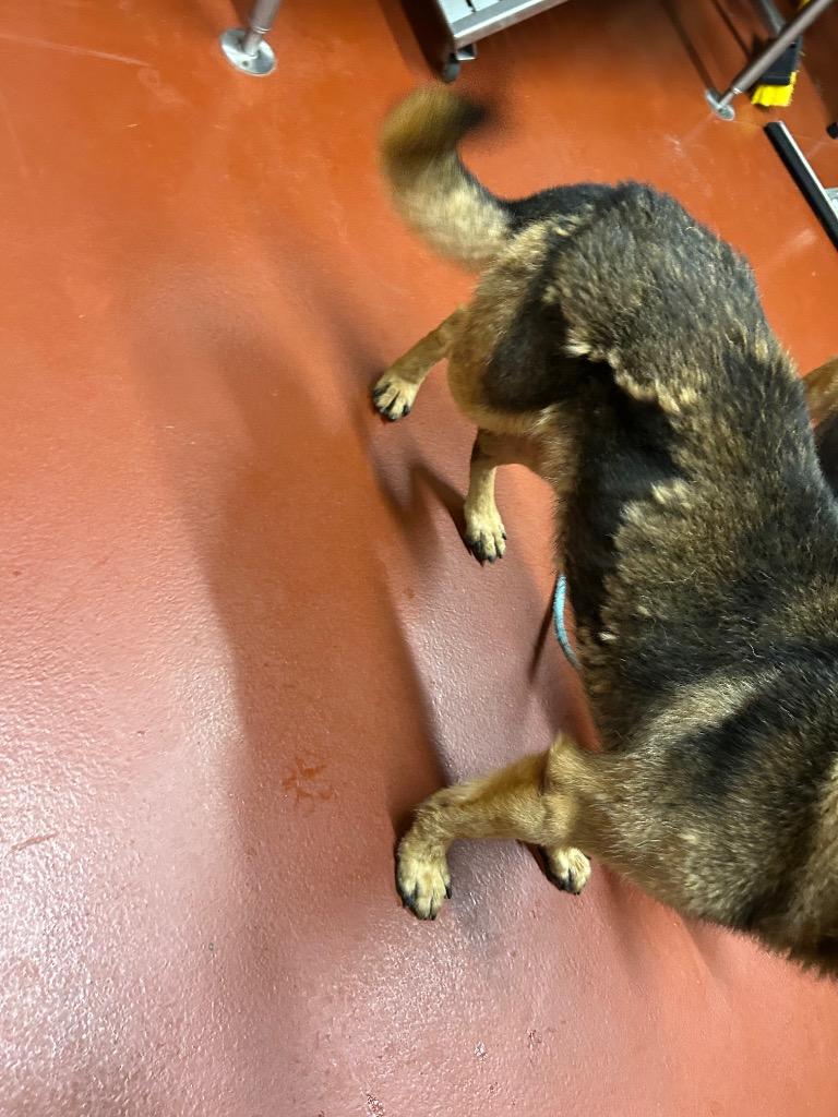 Enlarge Keeva +, a Adoptable mixed breed in Douglasville, GA image 6/6
