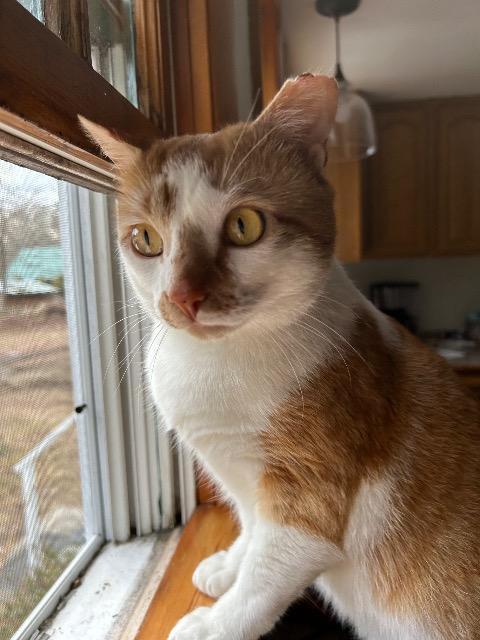 Howie, Adoptable, Young Male Domestic Short Hair.