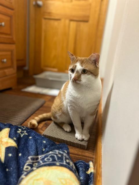 Enlarge Howie, a Adoptable mixed breed in Pawtucket, RI image 3/6