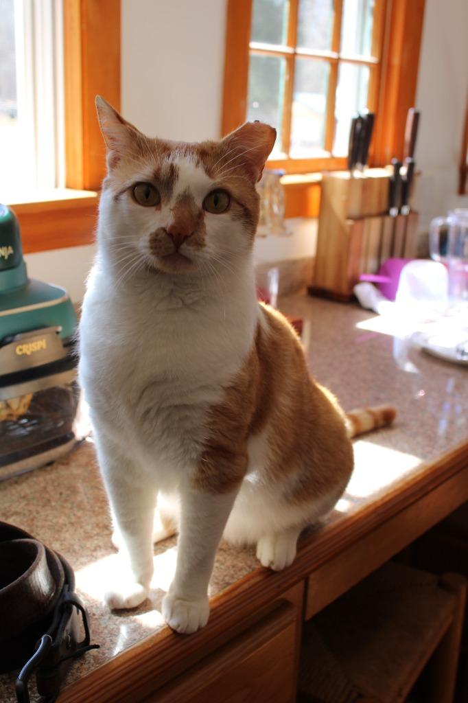 Enlarge Howie, a Adoptable mixed breed in Pawtucket, RI image 4/6