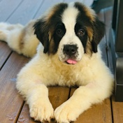 Rocket - Coming Soon!, an adopted Saint Bernard in Toledo, OH_image-1