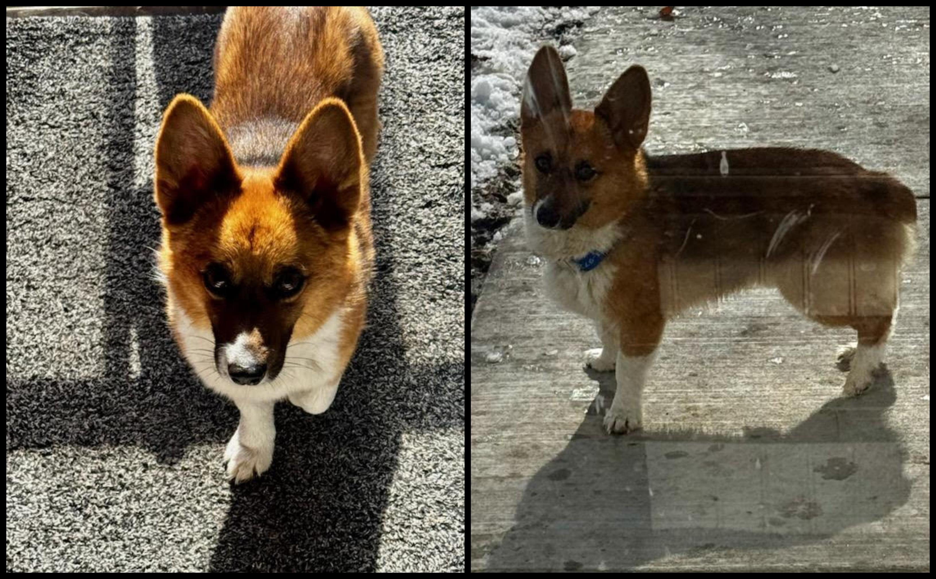 Ty - SPONSORED ADOPTION, an adopted Corgi in Valley City, ND image 4/4