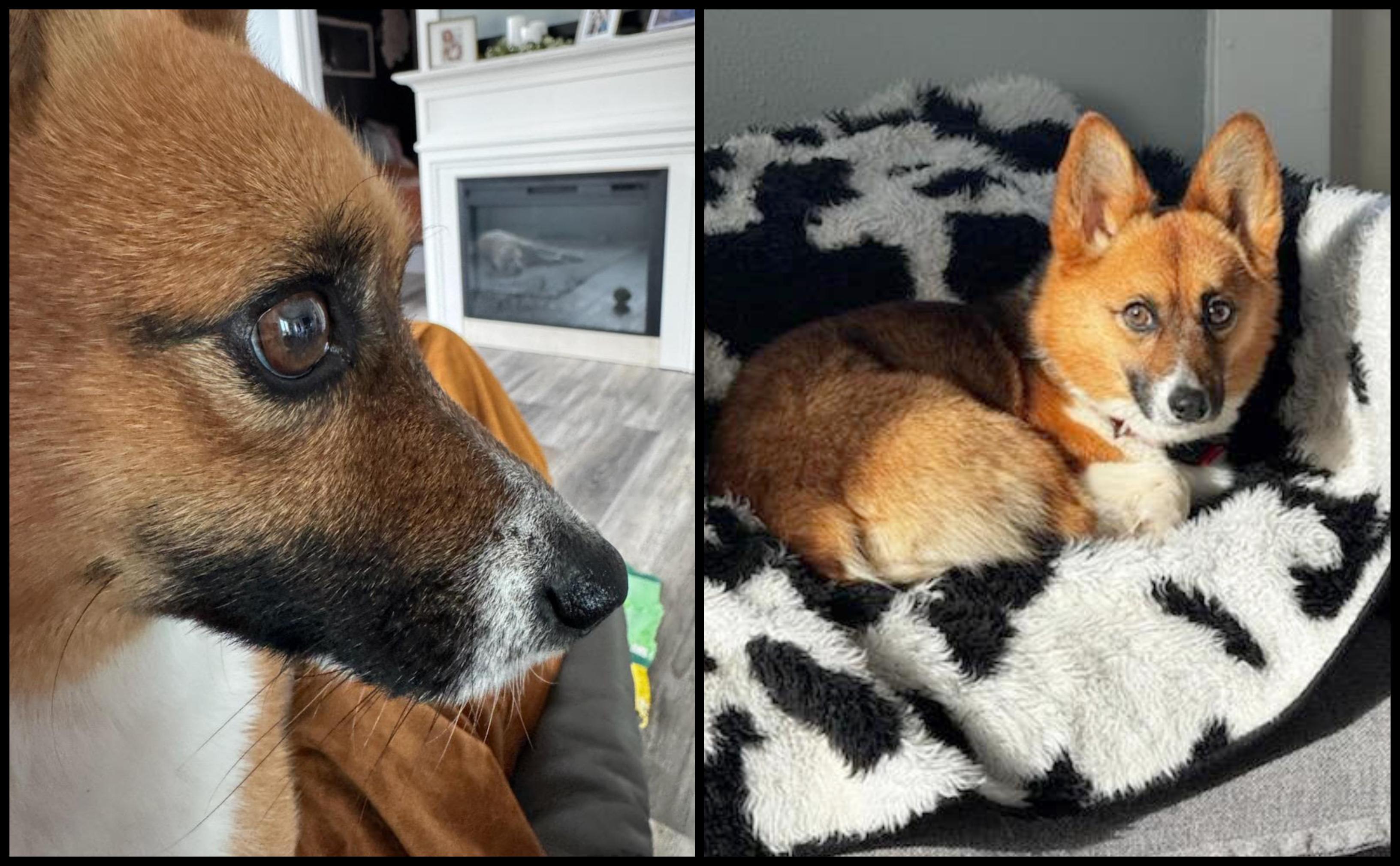 Ty - SPONSORED ADOPTION, an adopted Corgi in Valley City, ND image 3/4