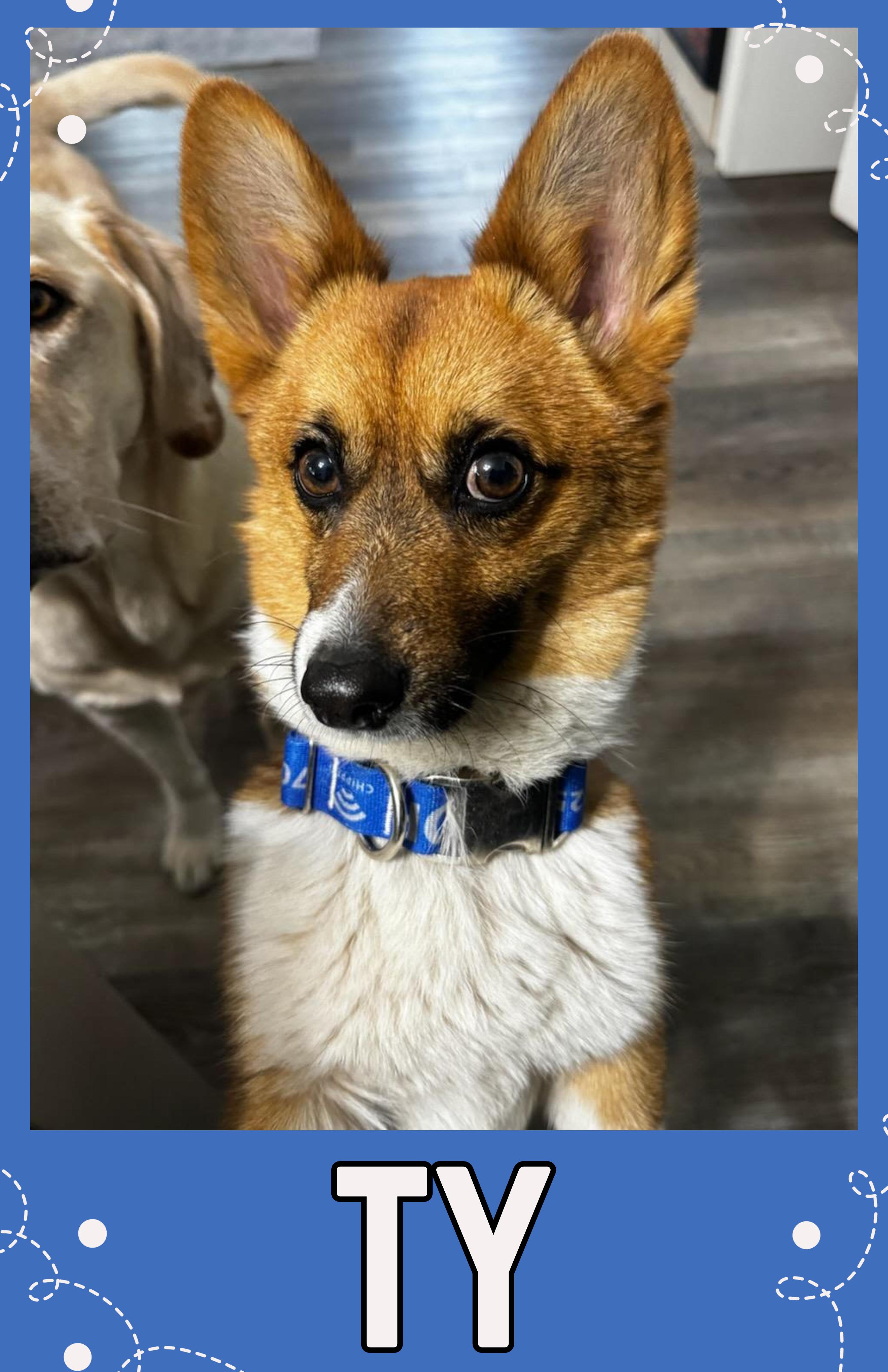 Ty - SPONSORED ADOPTION, adopted, Young Male Corgi.