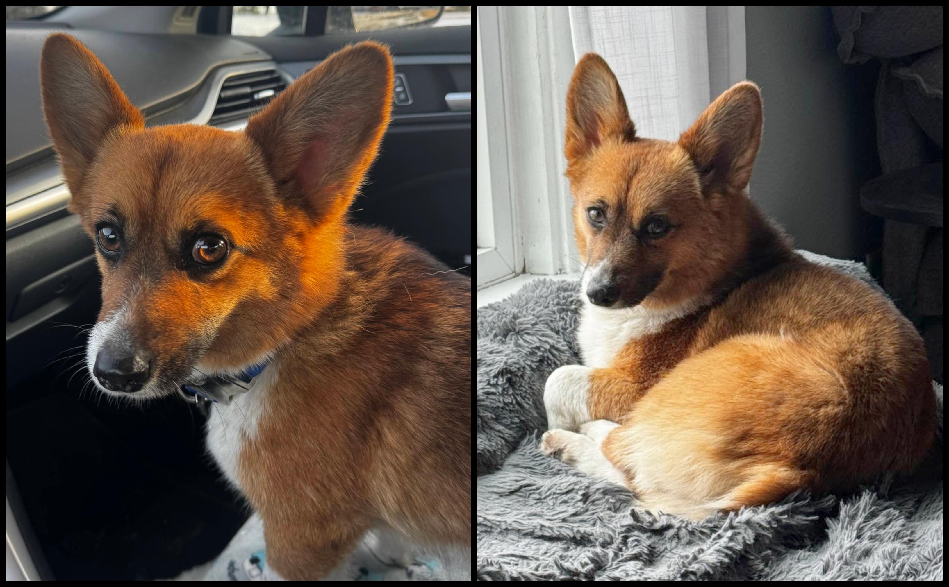 Ty - SPONSORED ADOPTION, an adopted Corgi in Valley City, ND image 2/4